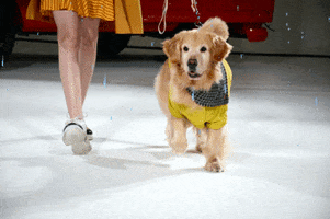 zampeoficial dog golden cachorro cao GIF