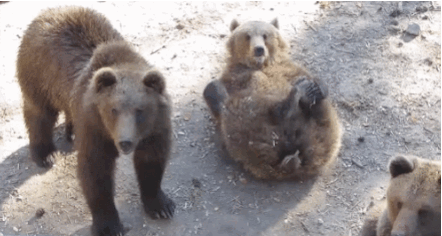Niedźwiedzie czy kapibary