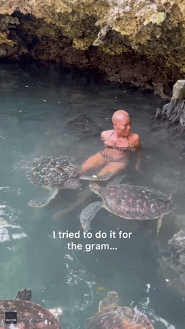 Sea Turtles Swimming GIF by Storyful