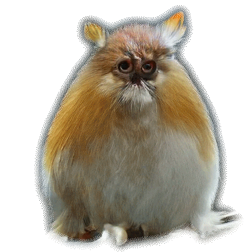 Animated Sticker