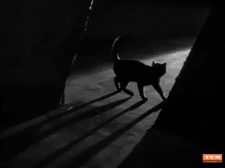 scary cat gif