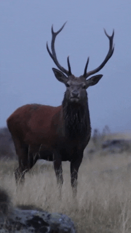 Wildlife Deer GIF by ursus adventures