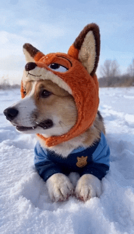 Corgi Cutecorgi GIF