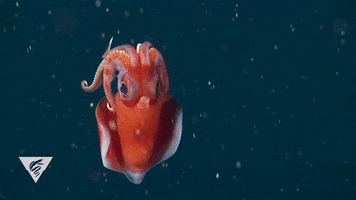 Deep Sea Octopus GIF by Monterey Bay Aquarium