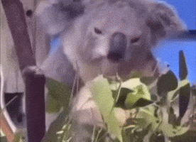 Freak Koala GIF