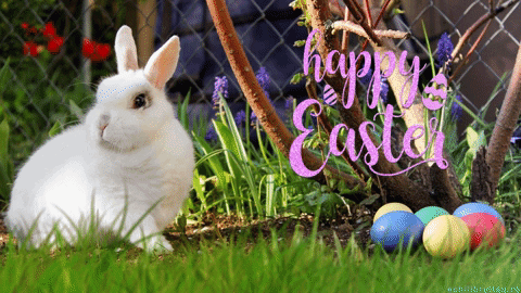 Fotografie bílého králíčka s barevnými vajíčky s pohybujícím se nápisem Happy Easter.