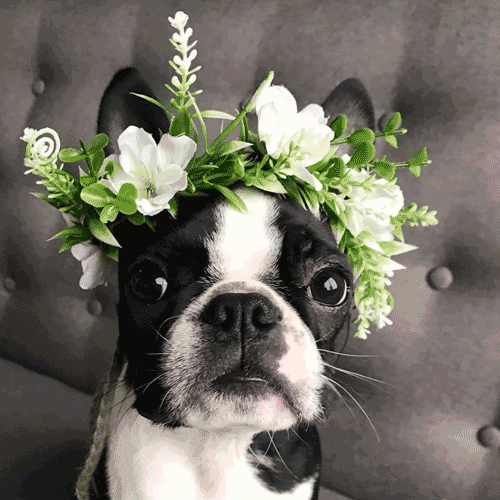 Might Delete Later Boston Terrier GIF by Rover.com