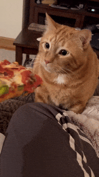 Cat-madness GIFs - Get the best GIF on GIPHY