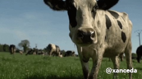 Grazing GIFs - Find & Share on GIPHY