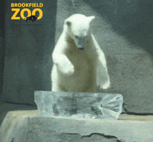 Cool Down Polar Bear GIF by Brookfield Zoo
