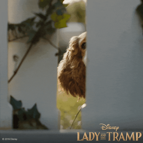 Feels Lady And The Tramp GIF by Walt Disney Studios