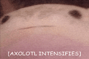 axolotl intensifies GIF