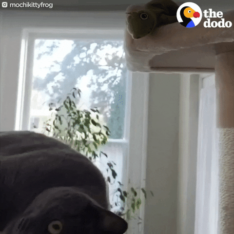 cat frog GIF by The Dodo