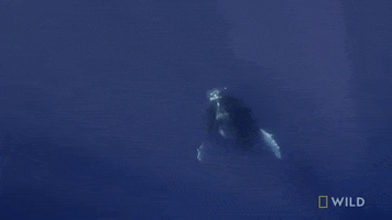 Humpback Whale GIF by Nat Geo Wild