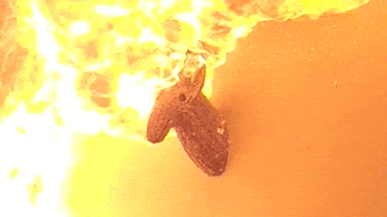 Fire Deer GIF by Consumer Product Safety Commission