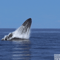 Humpback Whale Crash GIF by BBC America