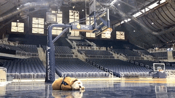 Butler Bulldogs Dog GIF by Butler University