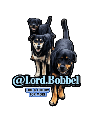Dogs Follow Sticker
