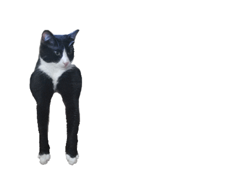 Featured image of post Dancing Cat Gif Meme Transparent