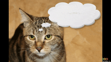 Pisica GIFs - Get the best GIF on GIPHY