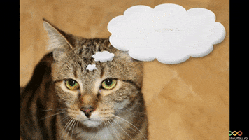 Happy Cat GIF by echilibrultau