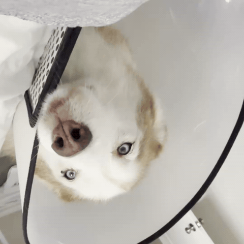 Mila GIF