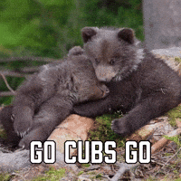 via GIPHY  Cubs win, Giphy, Chicago cubs