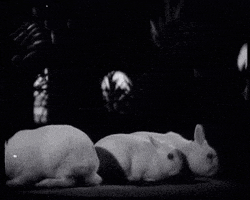 White Rabbit Bunny GIF by Europeana