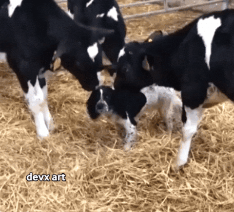 calf lick meaning, definitions, synonyms