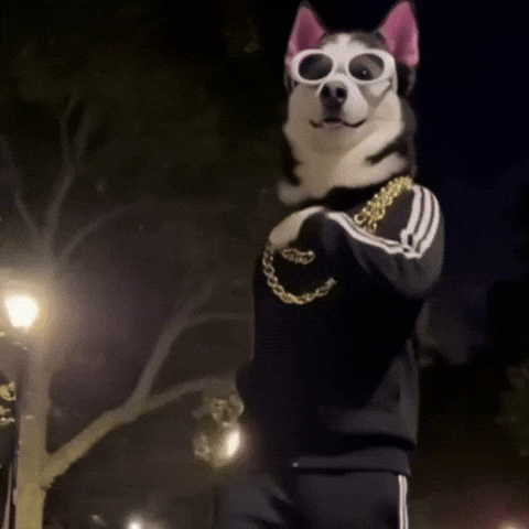 Dog Dancing Husky GIF by SWAGGY WOLFDOG