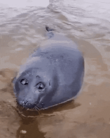 Sad Seal GIF