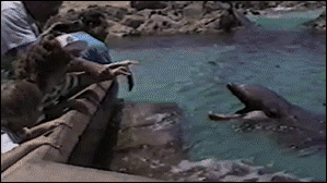animals being jerks GIF