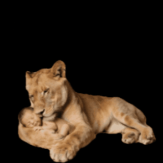 Cotelo GIF by Infinito+1