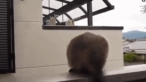 Cat Jump Fail GIF - Find & Share on GIPHY