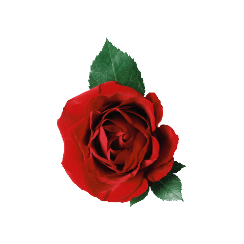 Rose Rosa Sticker by Cosa Bonita
