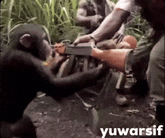 Monkey GIF
