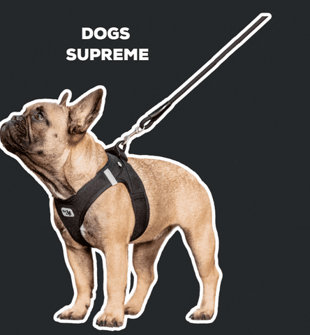 Puppy GIF by Dogs Supreme