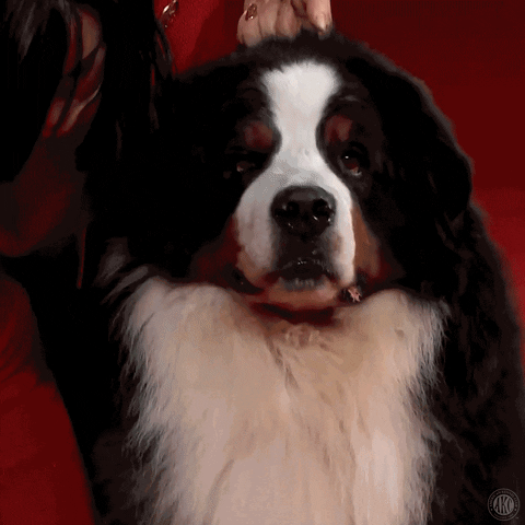 Dog Show Smile GIF by American Kennel Club