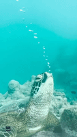 Sea Turtle Blows Underwater Bubbles, Cook Islands