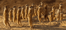 watch meerkats GIF