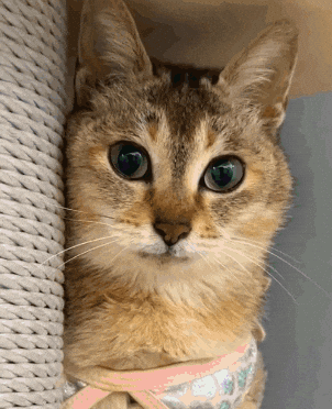 Mei Mei Cat GIF