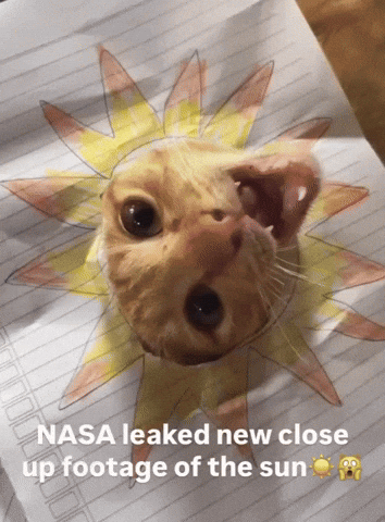 Sun Cat GIF