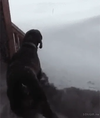 Snow Day Dog GIF