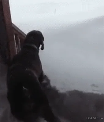 Pohyblivý gif s pejskem propadajícím se do hromady sněhu. 