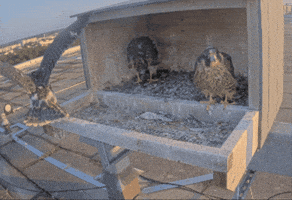 Falcon GIF