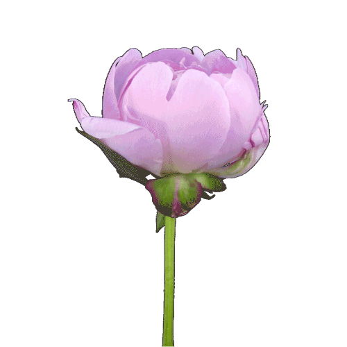 Gmedia Sticker by Zum Tischlerwirt