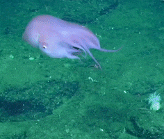 Deep Sea Cephalopod GIF by OctoNation® The Largest Octopus Fan Club!