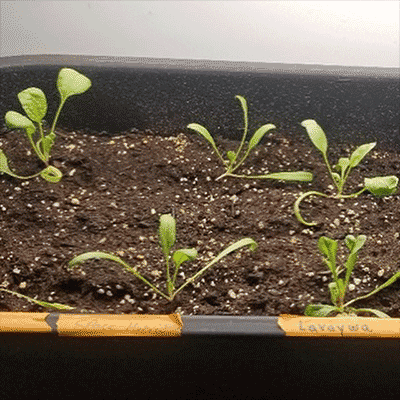 new-harvest new meat harvest Spinach GIF