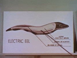 Electric Eel GIFs - Find & Share on GIPHY