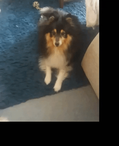 Dogs GIF